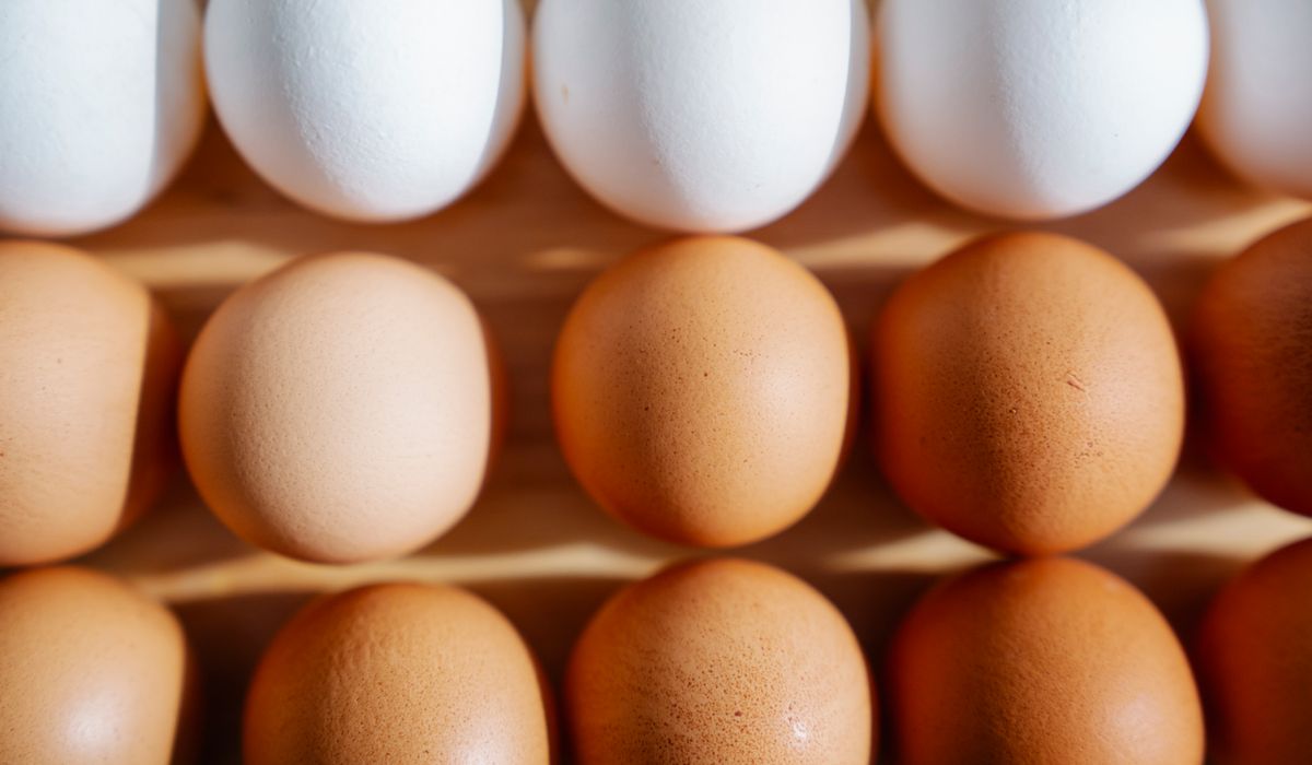 A Beginner's Guide to Incubating Fertile Eggs