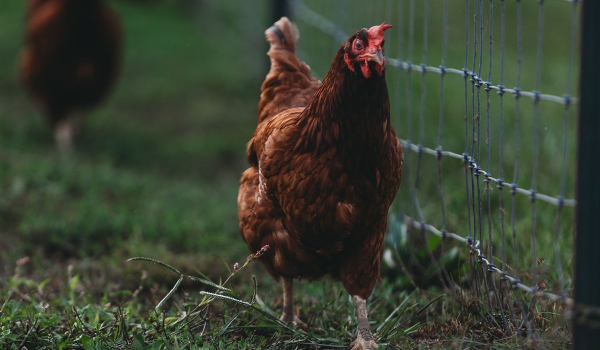 A Simple Guide to Feeding Laying Hens