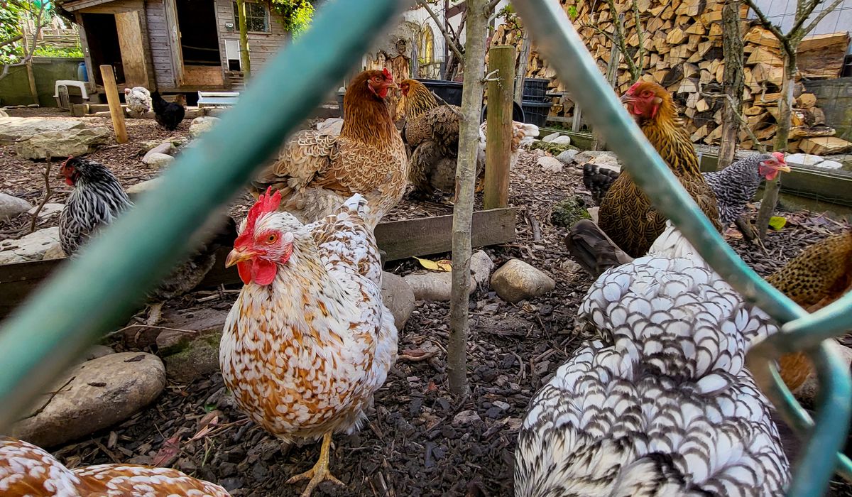 Building a Predator-Proof Chicken Coop for Beginners