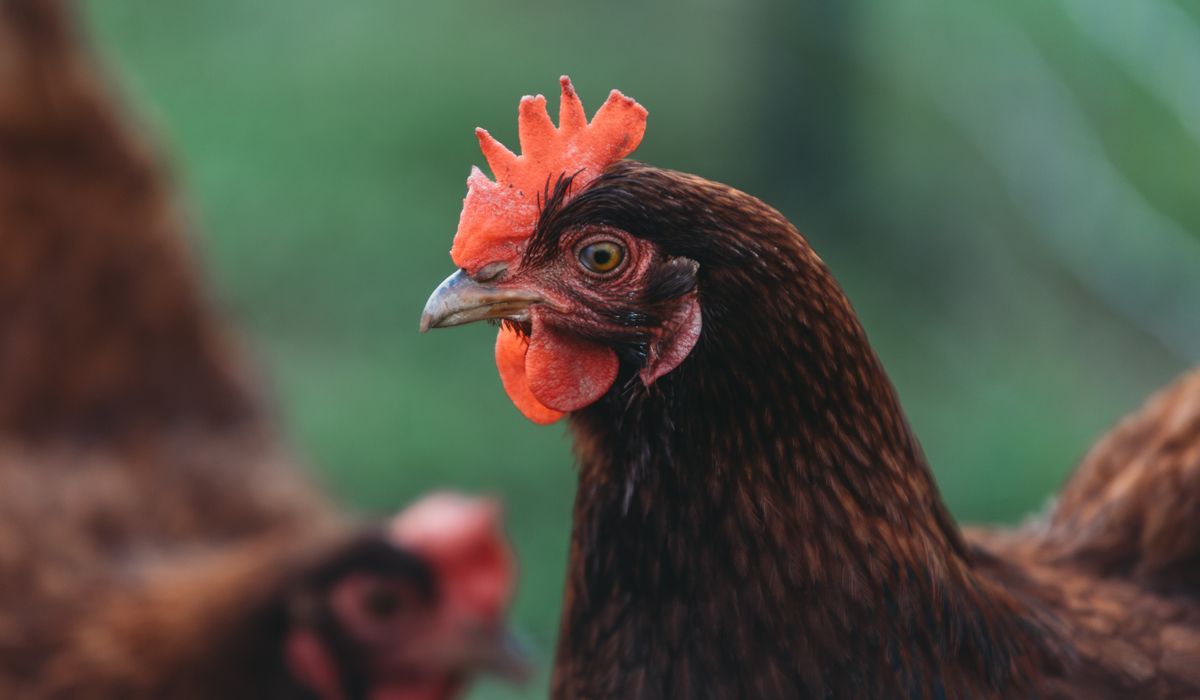 Choosing and Using Chicken Drinkers and Feeders