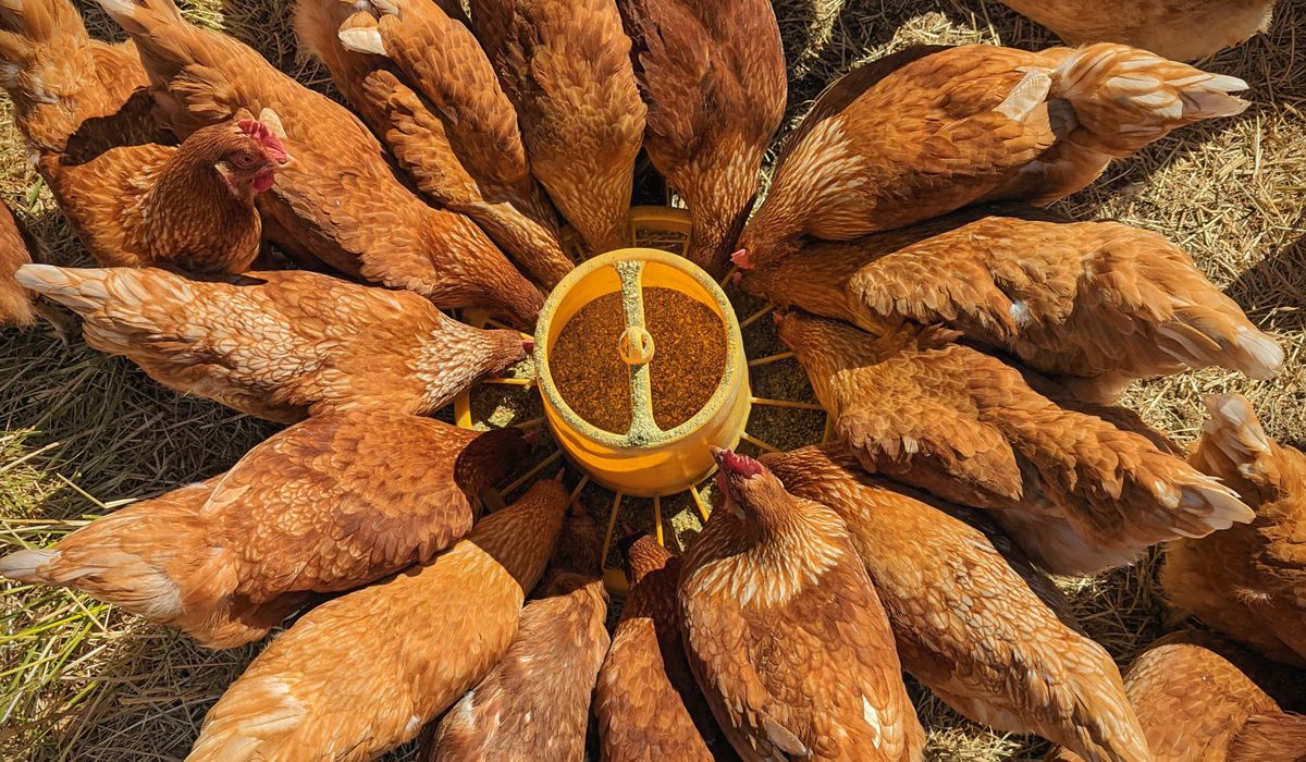 Choosing Heritage Chicken Breeds for Small Flocks