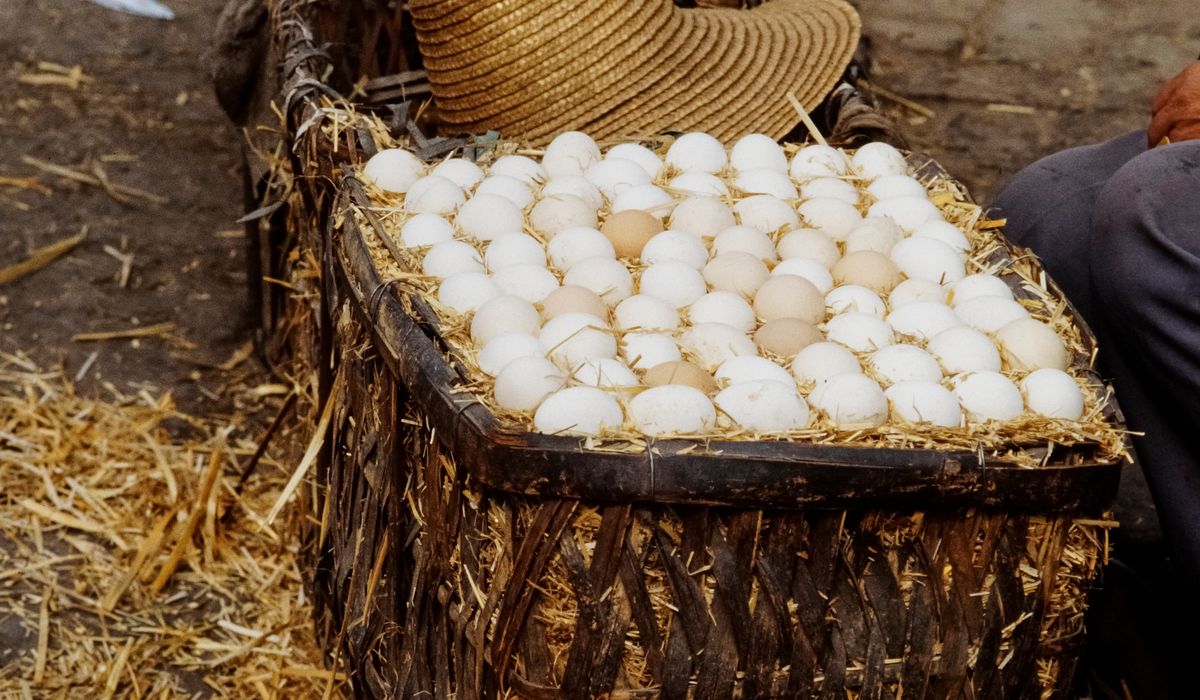 Choosing the Best Chicken Feed for Winter