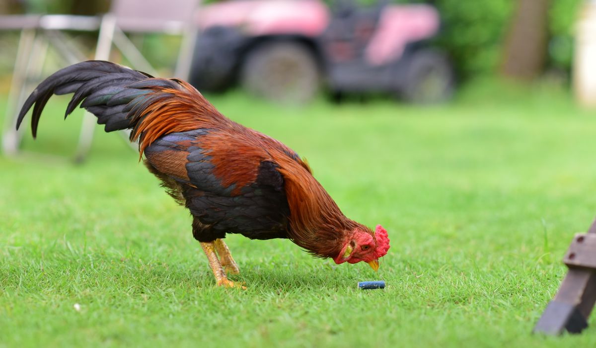 Choosing the Right Chicken Breed for Your Garden