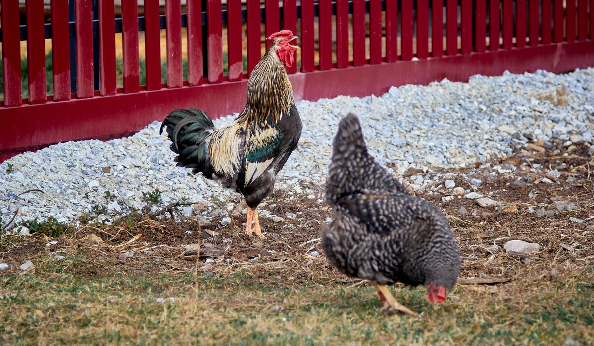 How to Choose Your First Backyard Chickens