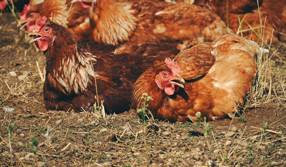 How to Collect and Store Fresh Eggs Safely