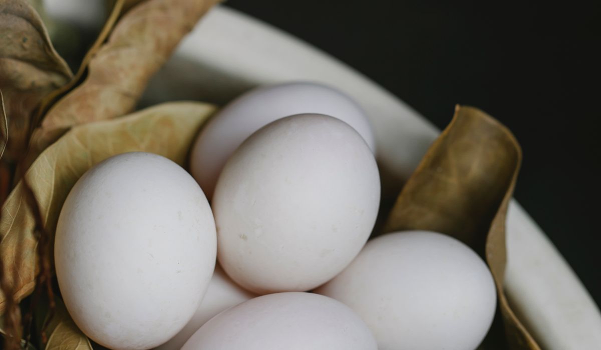 How to Introduce New Hens to Your Flock