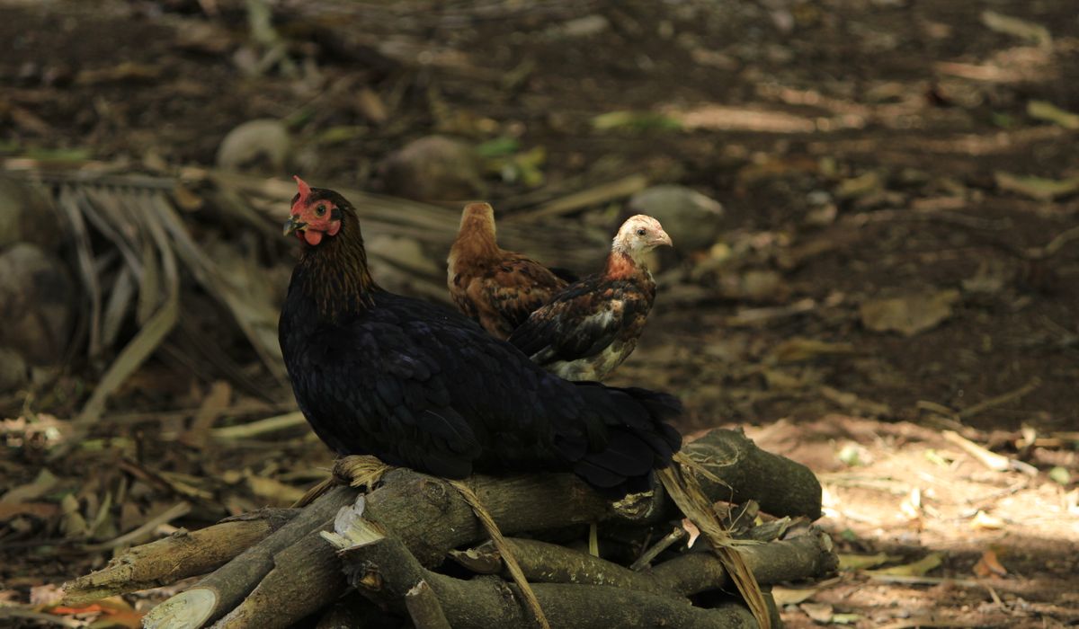 Keeping Chickens on a Smallholding: Key Considerations
