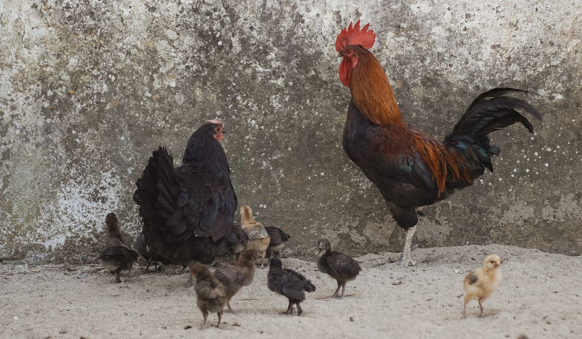 Preparing Your Flock for Winter Weather