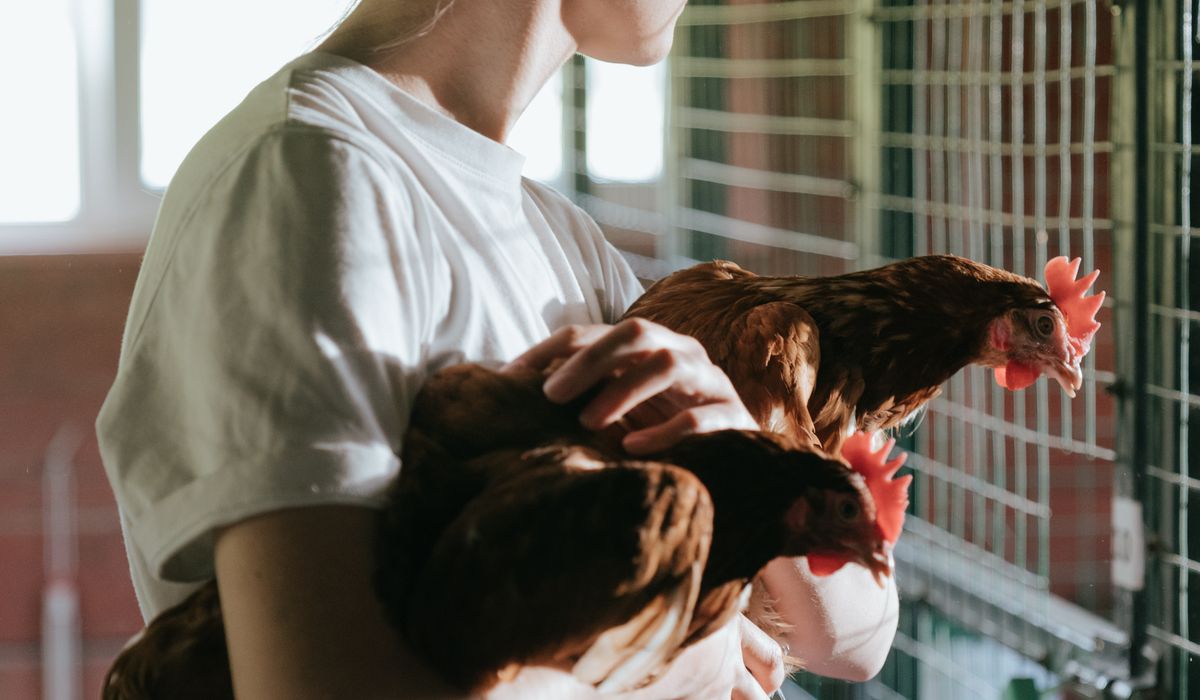 Preventing Rats and Mice Around the Coop