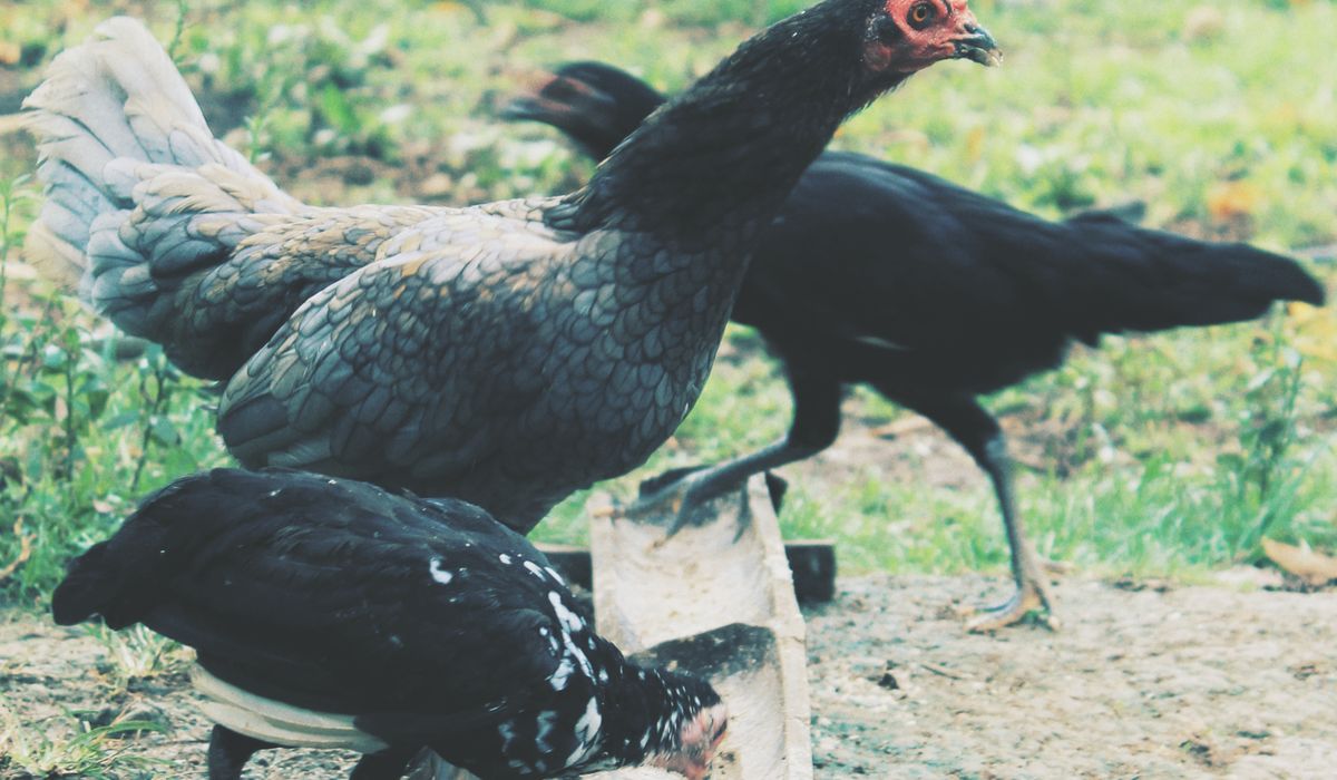 Recognising and Managing Egg Binding in Hens