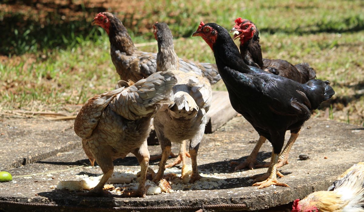 Safe Treats and Kitchen Scraps for Chickens