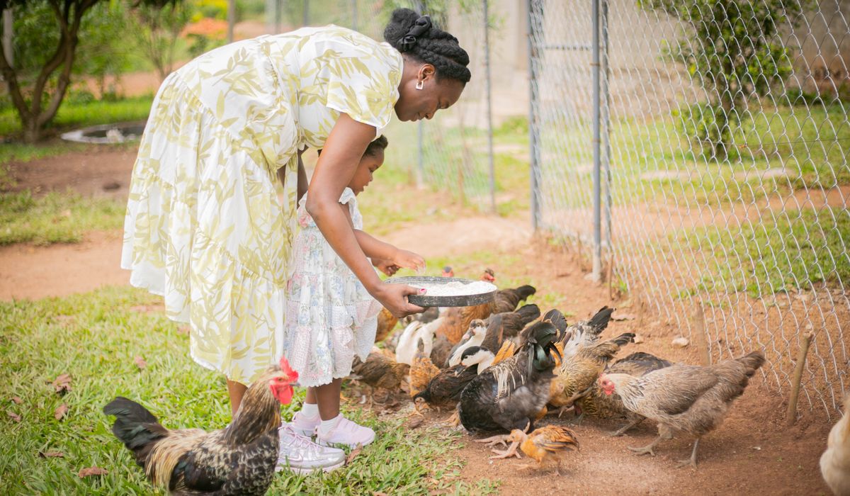 Seasonal Egg Production: What to Expect