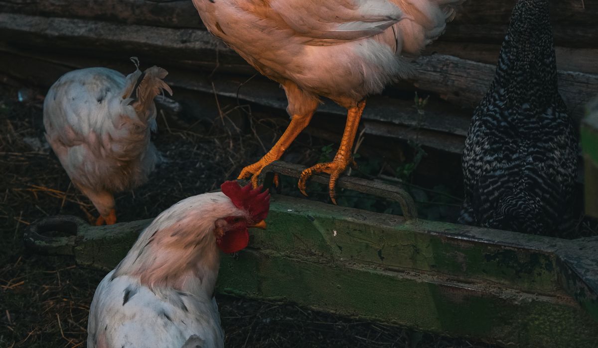 Spotting Common Health Problems in Backyard Hens