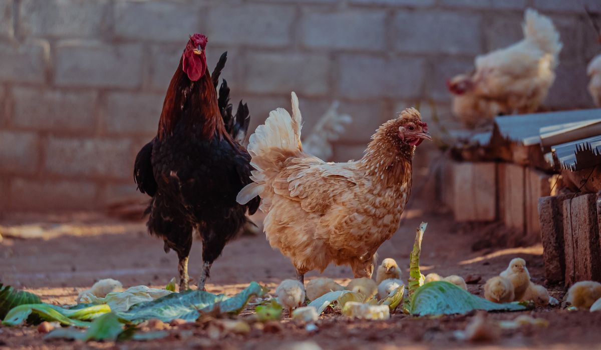 The Benefits of Free-Ranging Your Hens