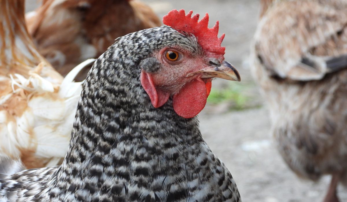 Understanding Chicken Bedding and Coop Cleaning