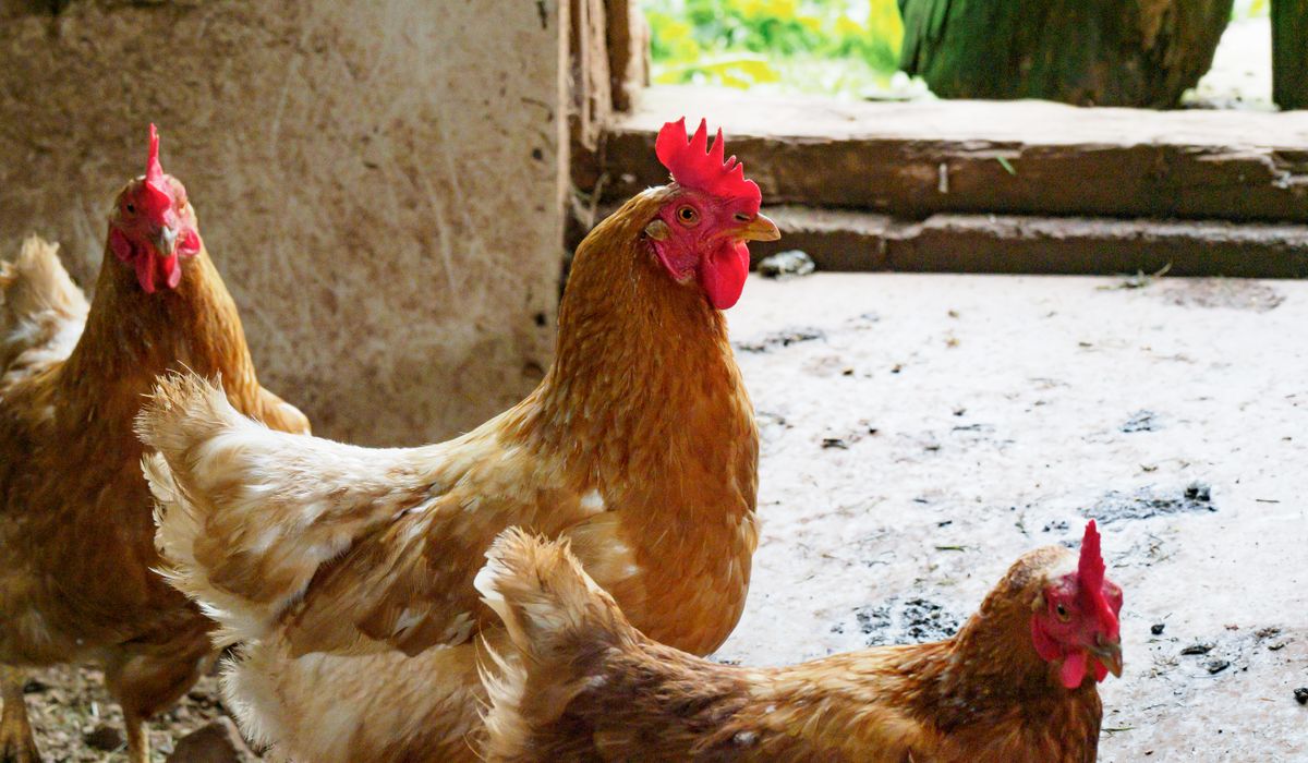 Understanding Moulting and Helping Hens Recover